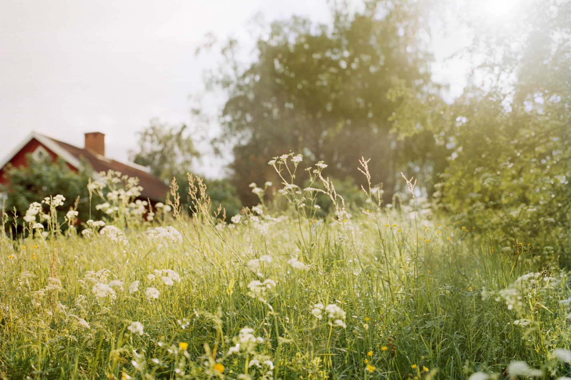 En sommaräng med vilda blommor och högt gräs i vinden, med en röd stuga i bakgrunden