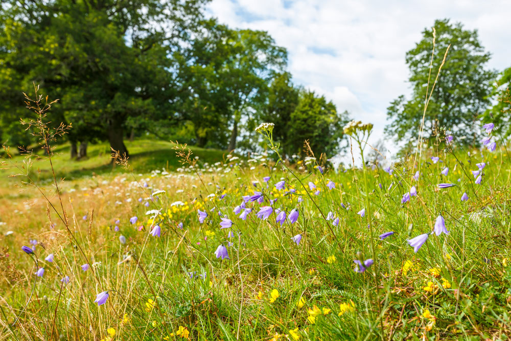 En sommaräng där lila blåklockor och gula vilda blommor blommar bland grönt gräs.