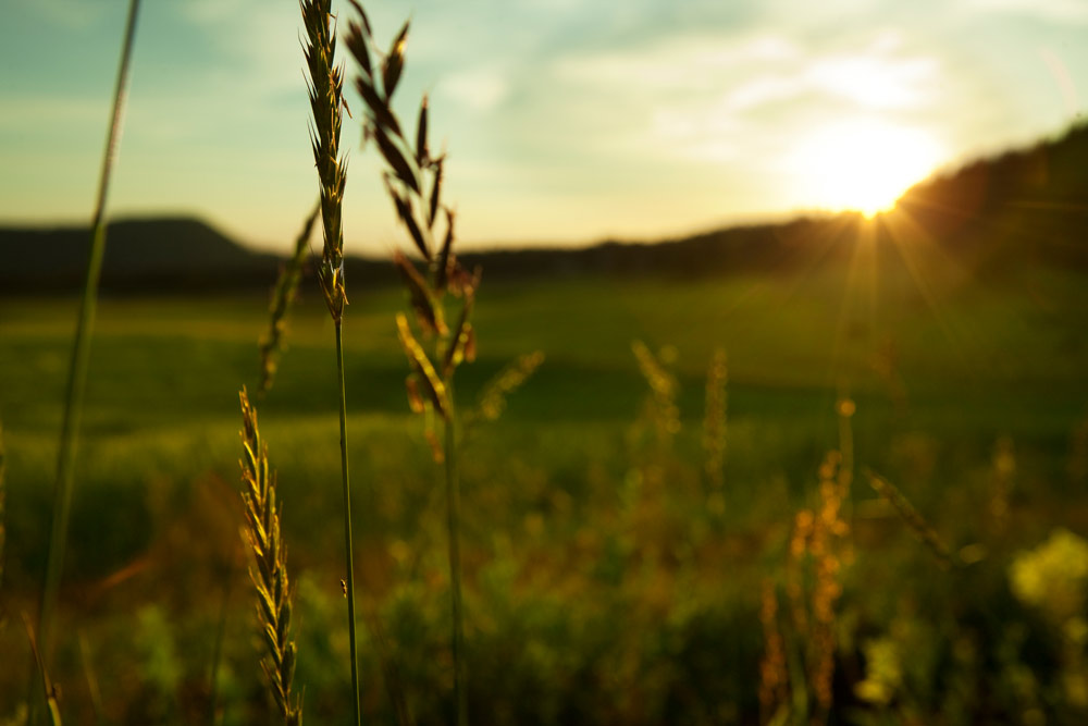 Sommarbild av gräs i skarpt fokus mot en suddig bakgrund, badande i aftonsolens varma ljus
