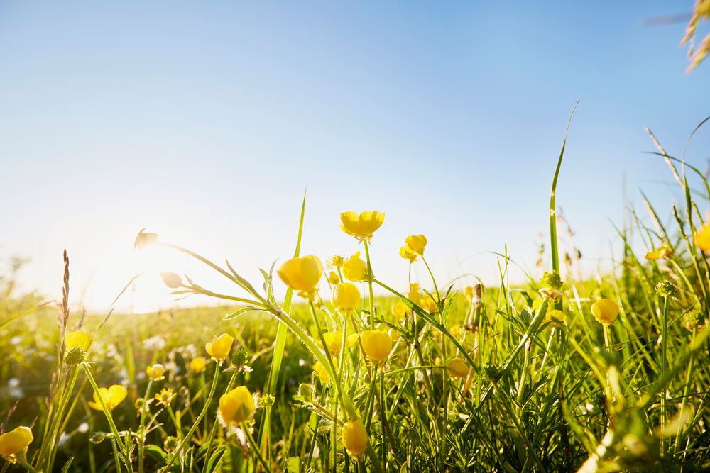 Närbild tagen från grodperspektiv av gula smörblommor som växer vilt på en grön äng