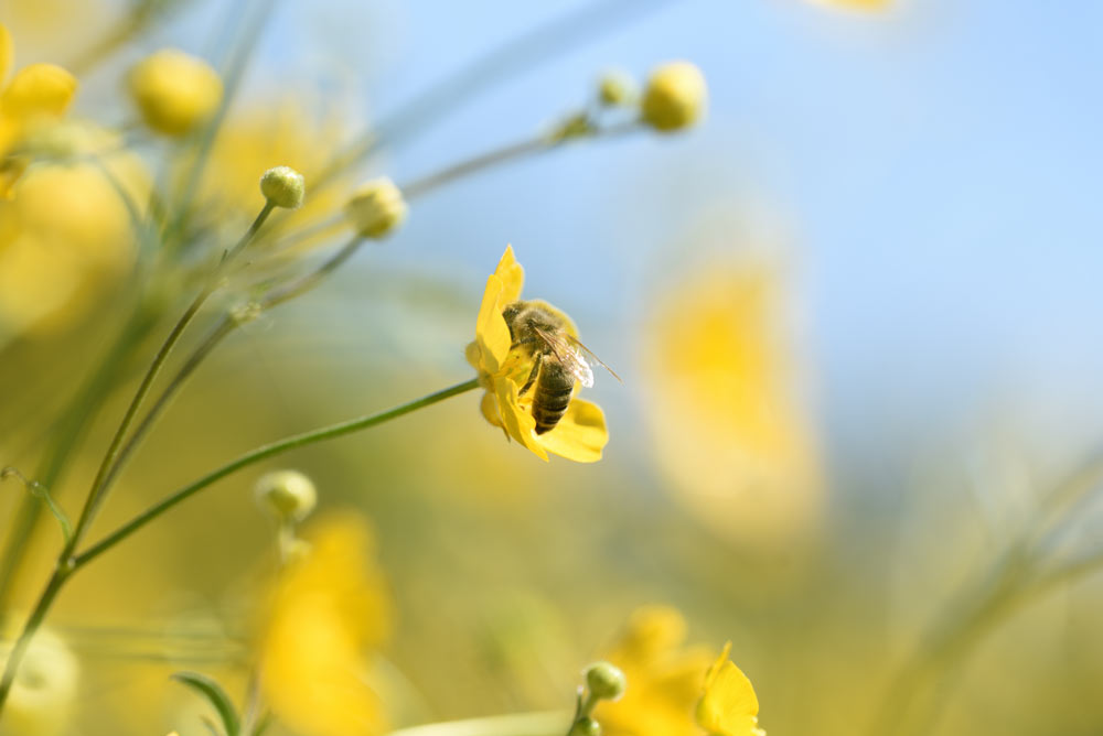 Närbild på ett honungsbi som pollinerar en gul bukettranunkel i strålande solljus