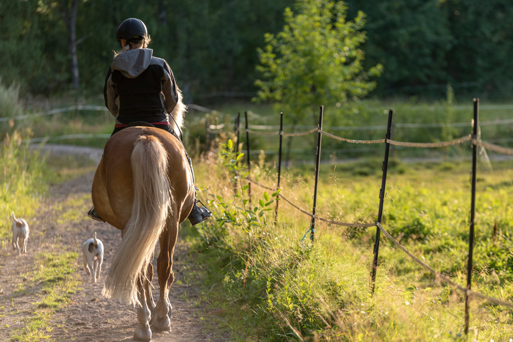 En kvinna i mörk huvtröja rider en ljusbrun häst längs en lantlig grusväg med två vita hundar springande bredvid