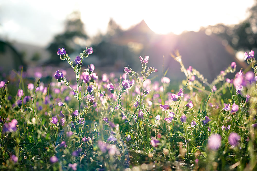 Ett vackert fält med lila vildblommor fotograferat i det tidiga morgonljuset med oskarp bakgrund