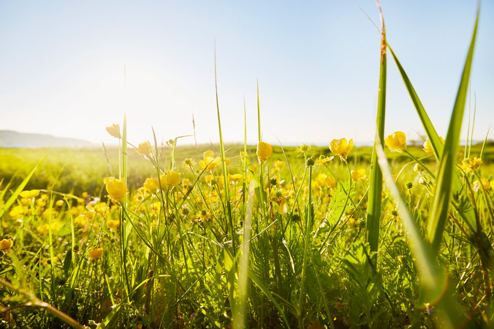En äng med gula smörblommor med varmt solljus och en klarblå himmel