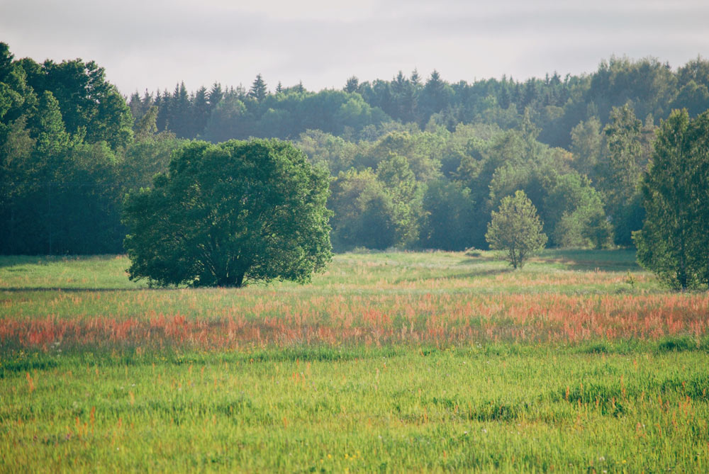 En vacker landskapsbild på en öppen sommaräng med varierad vegetation i gröna och rödbruna toner