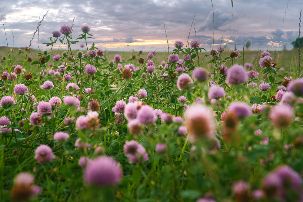 En sommaräng fylld med rosa och vita klöverblommor som blommar i det gröna gräset
