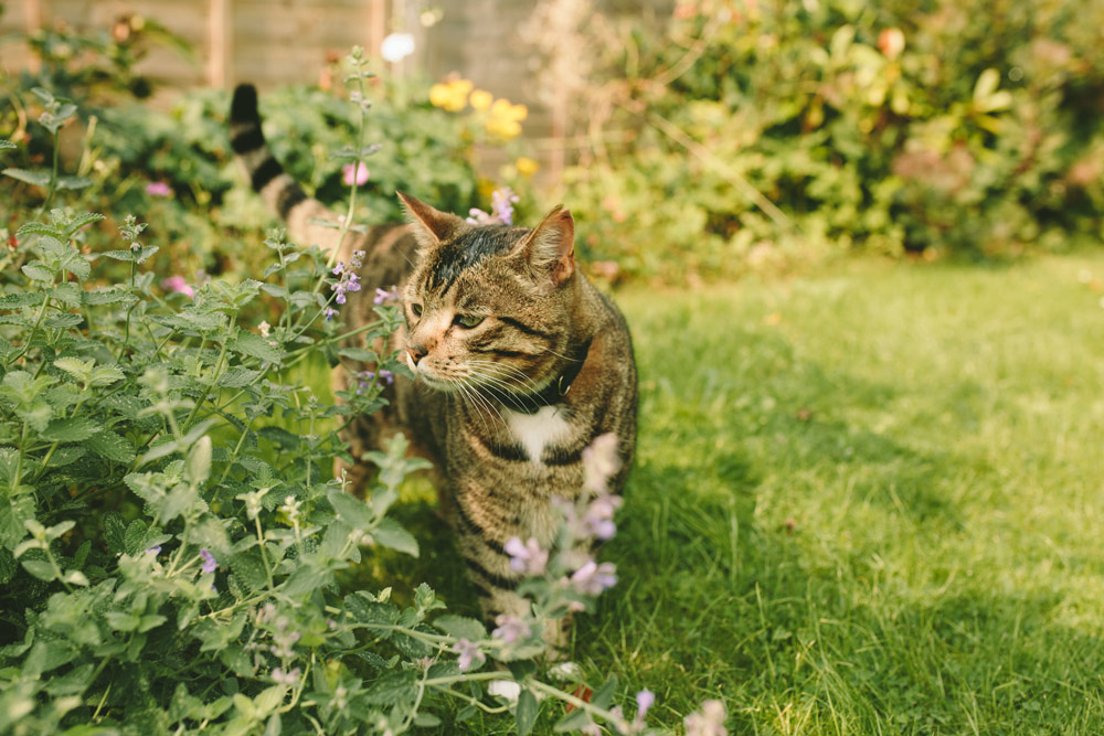 En strimmig katt omgiven av blommande växter