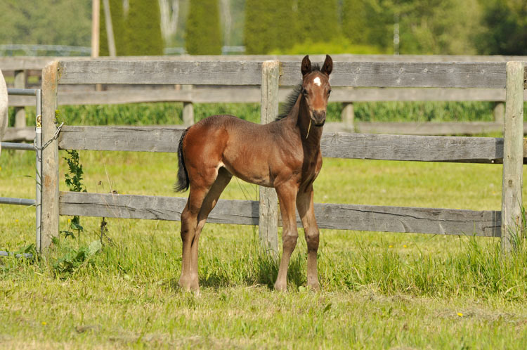 Ett brunt föl står i en gröa hage och riktar blicken mot kameran