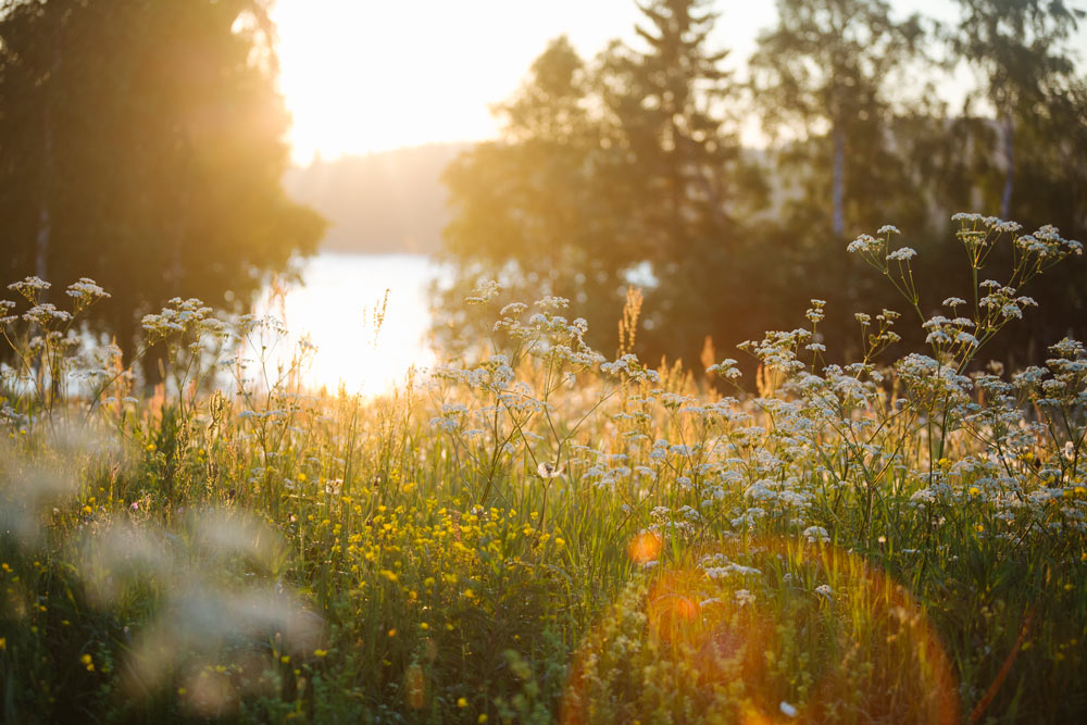En sommaräng vid soluppgång, täckt av vilda blommor och högt gräs som glöder i det gyllene morgonljuset